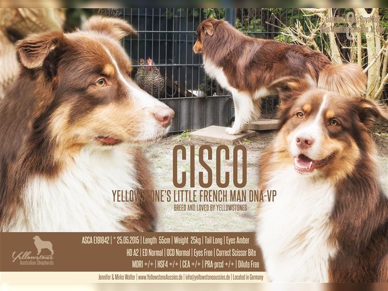 Australian Shepherd Deckrüde Red Tri mit ASCA Papieren "Cisco"
