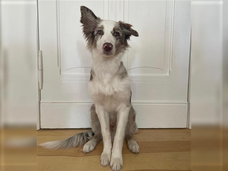 Australian Shepherd - Border Collie Mix