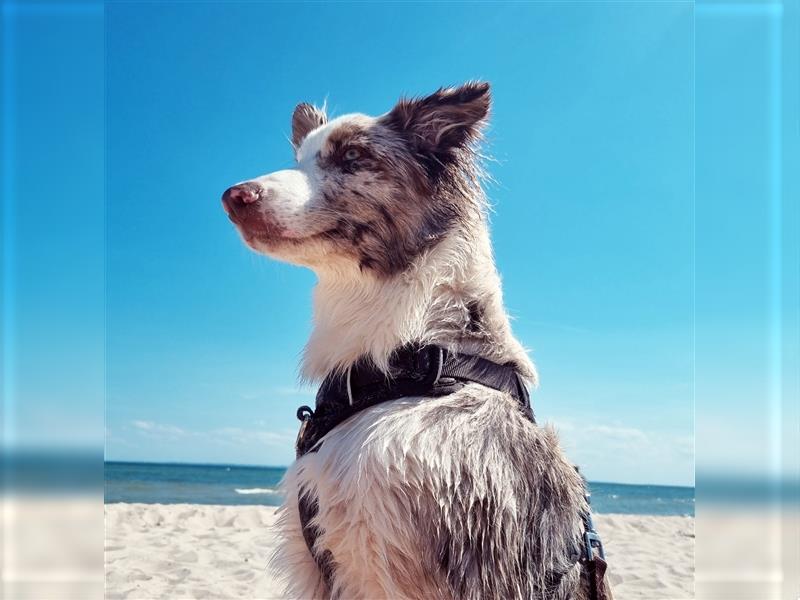 Australian Shepherd - Border Collie Mix