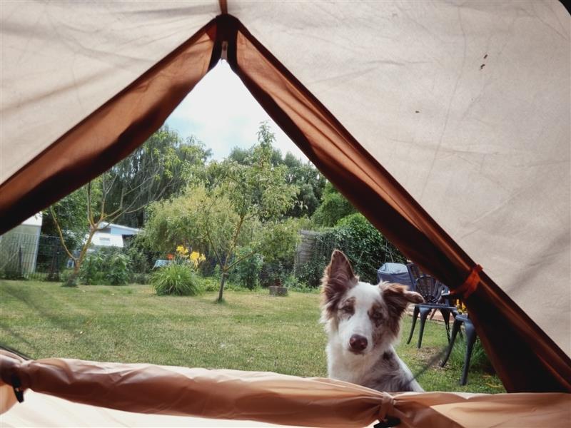 Australian Shepherd - Border Collie Mix