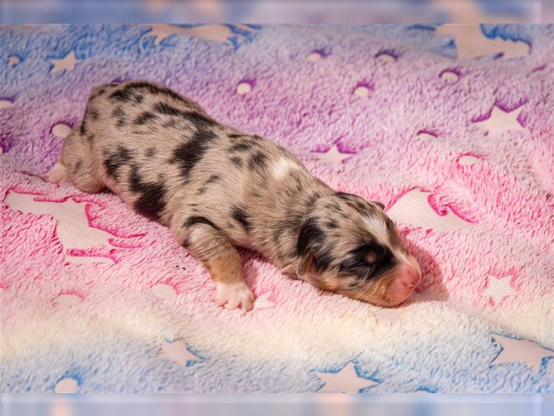 Australian shepherd welpen blu merle