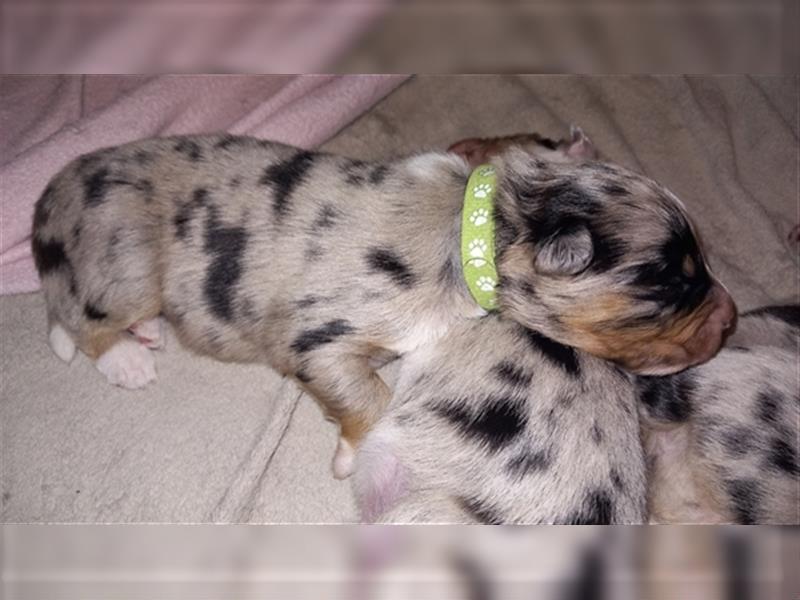 Australian shepherd welpen blu merle