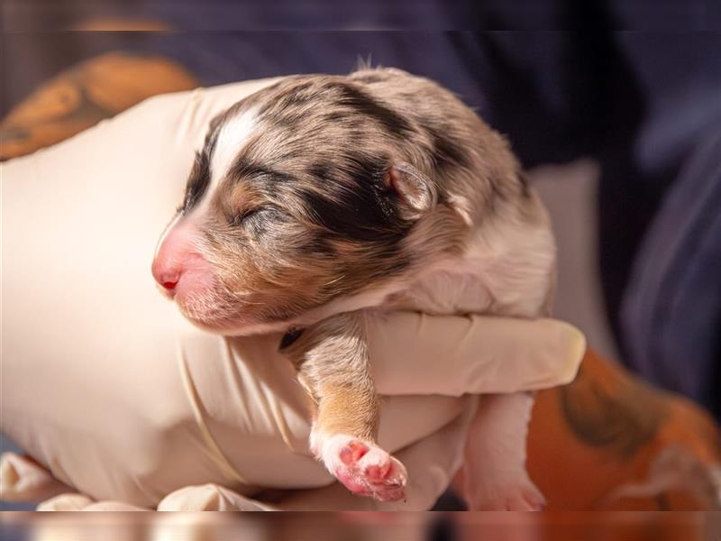 Australian shepherd welpen blu merle