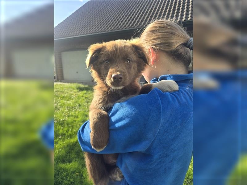 ASCA Australian Shepherd Papiere Welpe Rüde Aussi