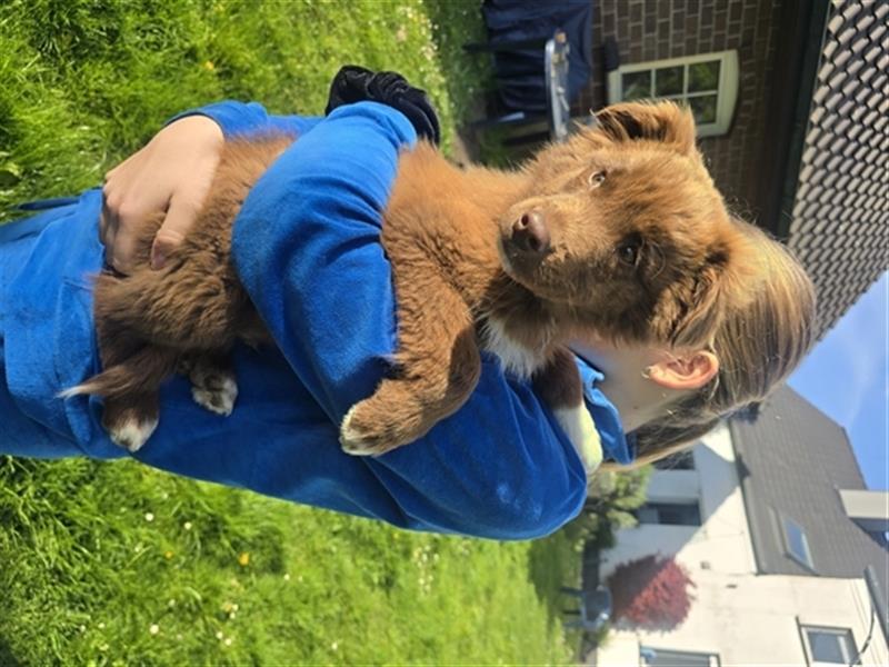 ASCA Australian Shepherd Papiere Welpe Rüde Aussi