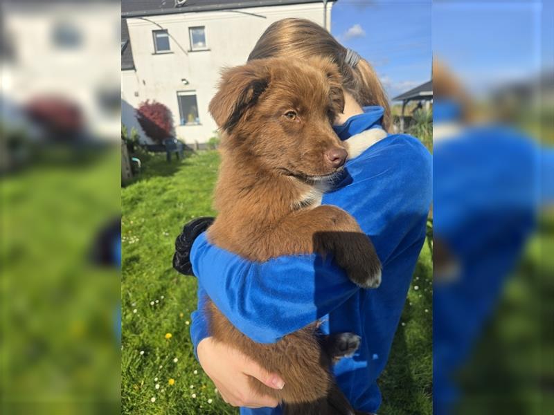 ASCA Australian Shepherd Papiere Welpe Rüde Aussi