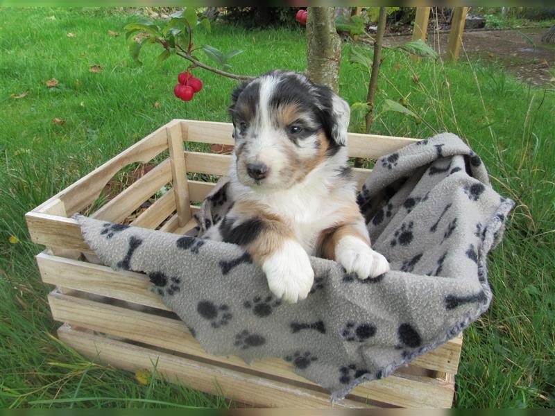 Mini Aussie Welpen / Miniatur Australian Shepherd Welpen Welpe