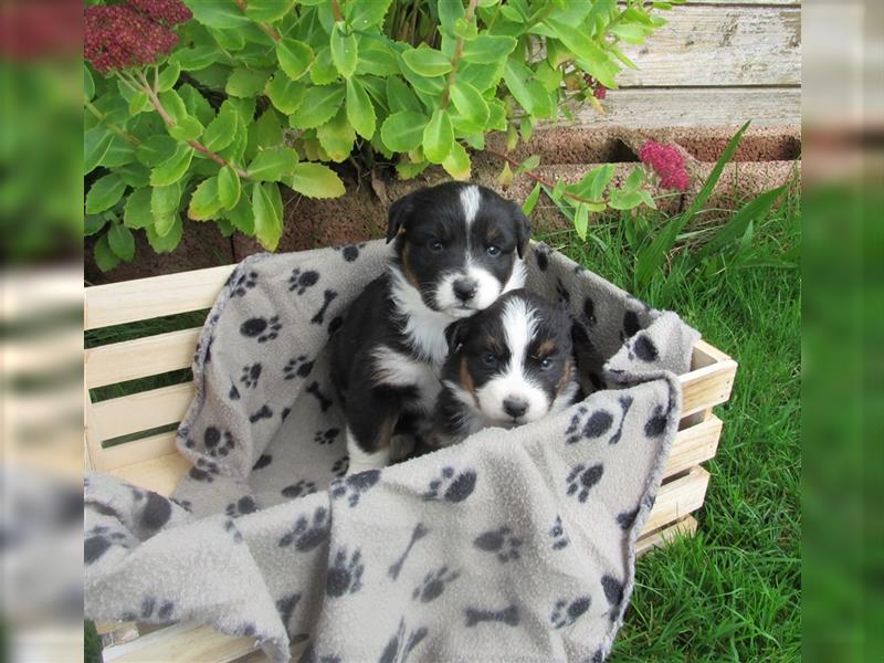 Mini Aussie Welpen / Miniatur Australian Shepherd Welpen Welpe