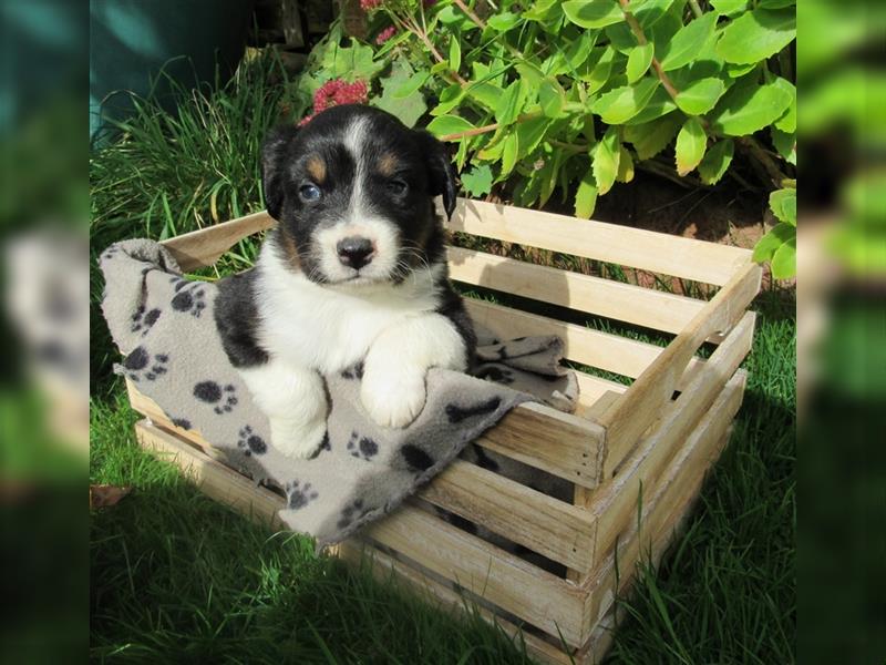 Mini Aussie Welpen / Miniatur Australian Shepherd Welpen Welpe