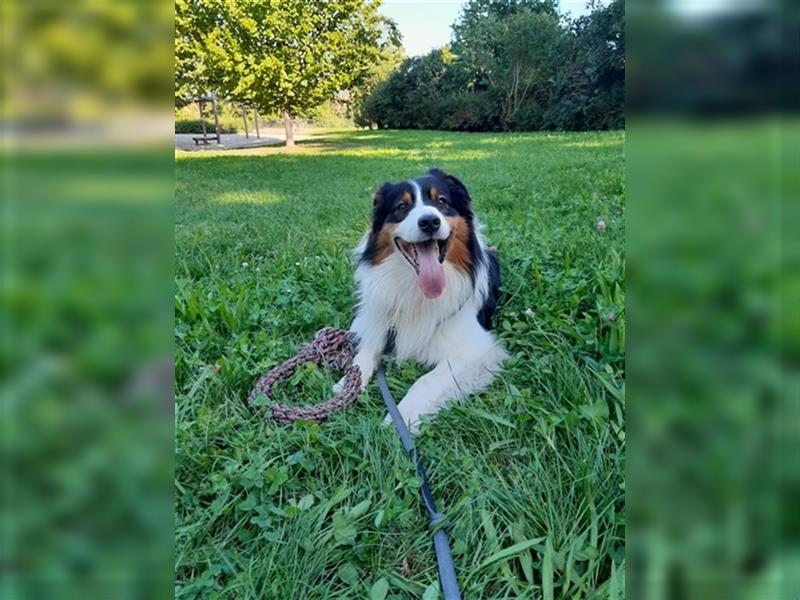 Australien Shepherd - Miro (4,5 Jahre) sucht neues zu Hause