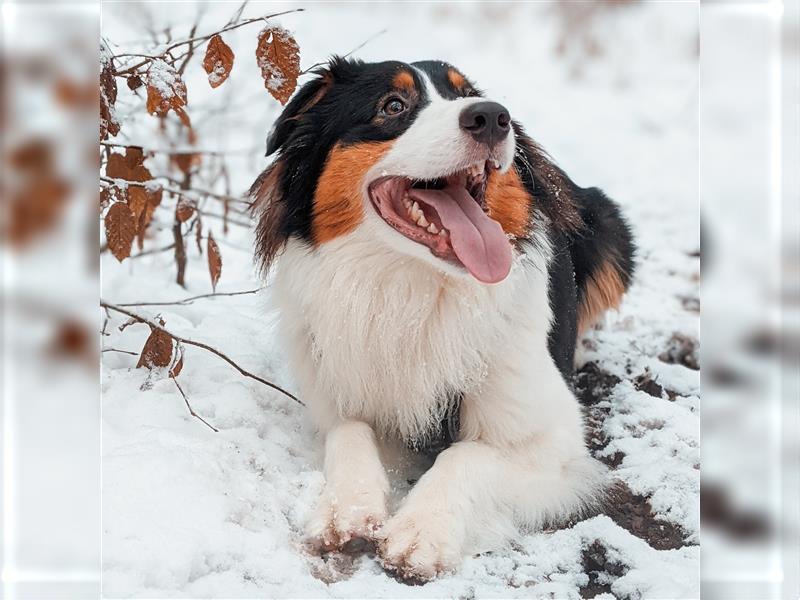 Australien Shepherd - Miro (4,5 Jahre) sucht neues zu Hause