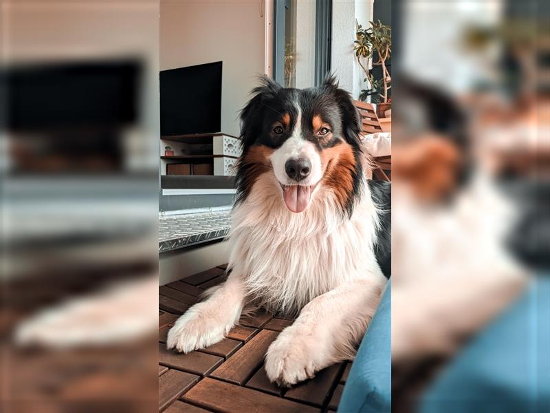 Australien Shepherd - Miro (4,5 Jahre) sucht neues zu Hause