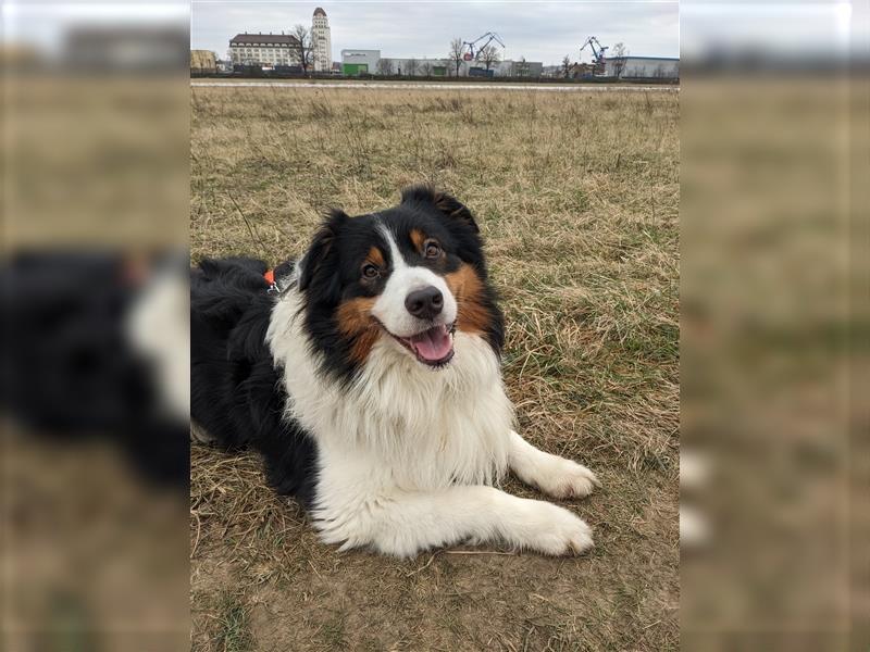 Australien Shepherd - Miro (4,5 Jahre) sucht neues zu Hause