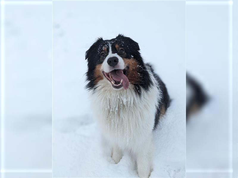 Australien Shepherd - Miro (4,5 Jahre) sucht neues zu Hause