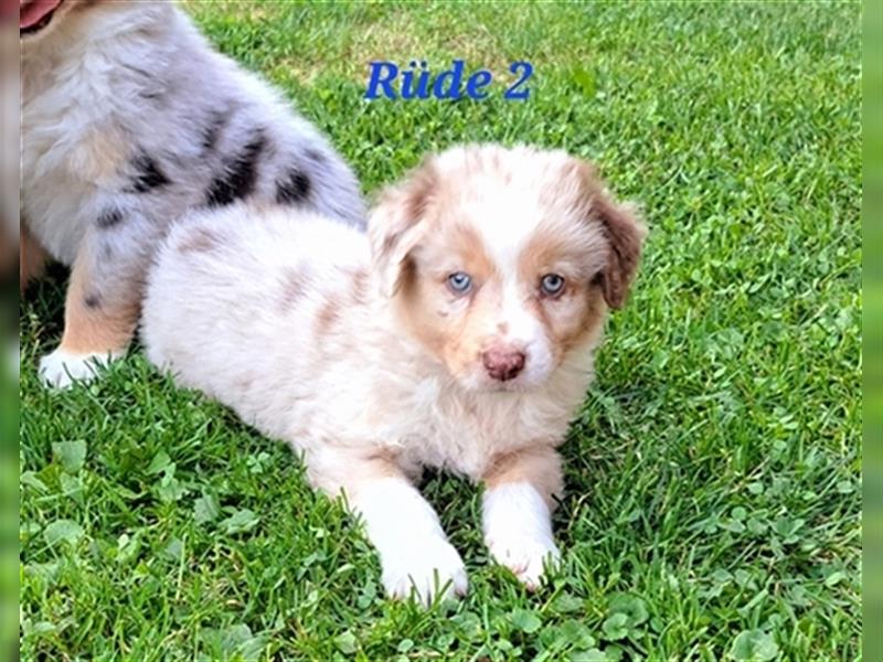 Australian Shepherd Welpen 