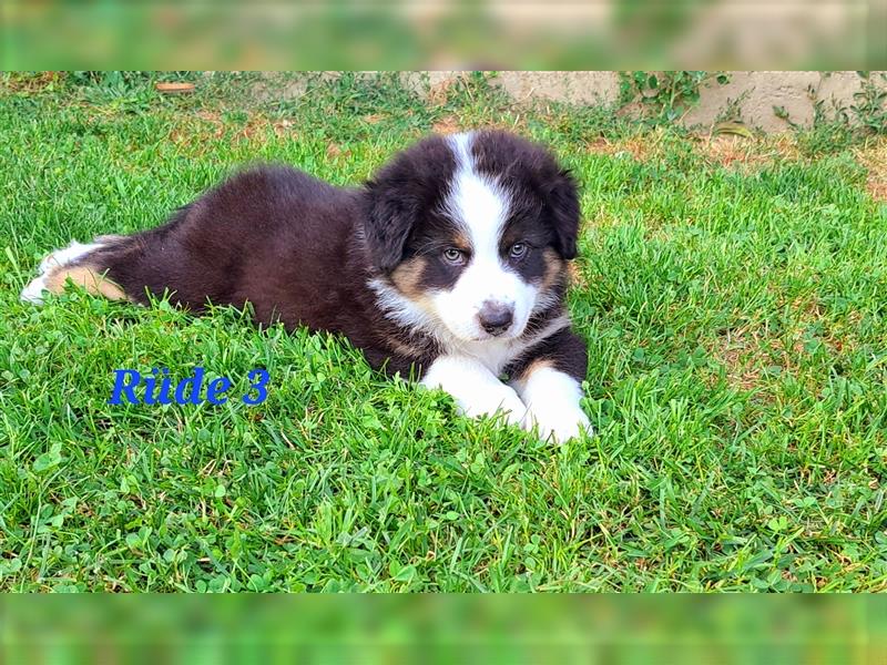 Australian Shepherd Welpen 