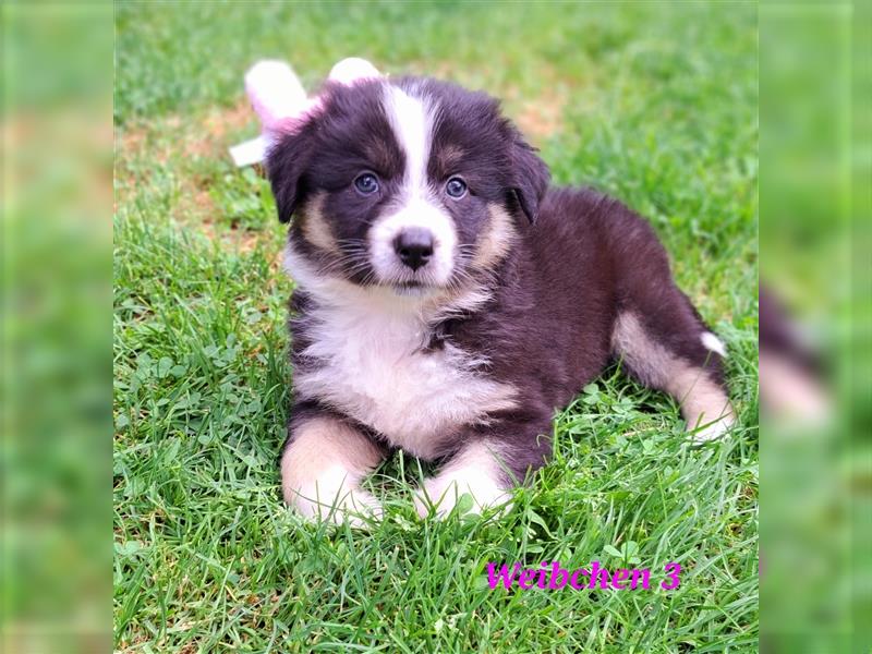 Australian Shepherd Welpen 