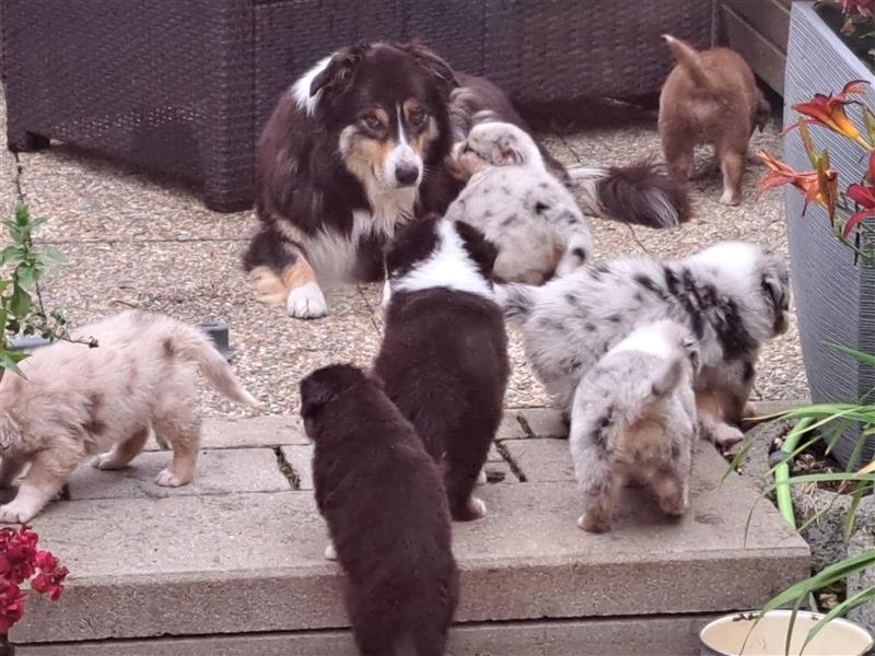 Australian Shepherd Welpen 