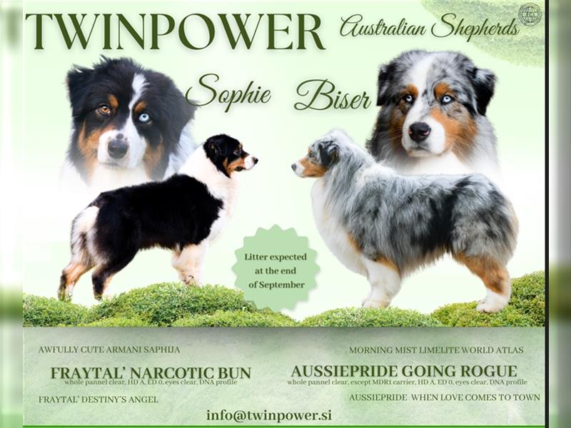 Australian Shepherd Welpen mit Pedigree