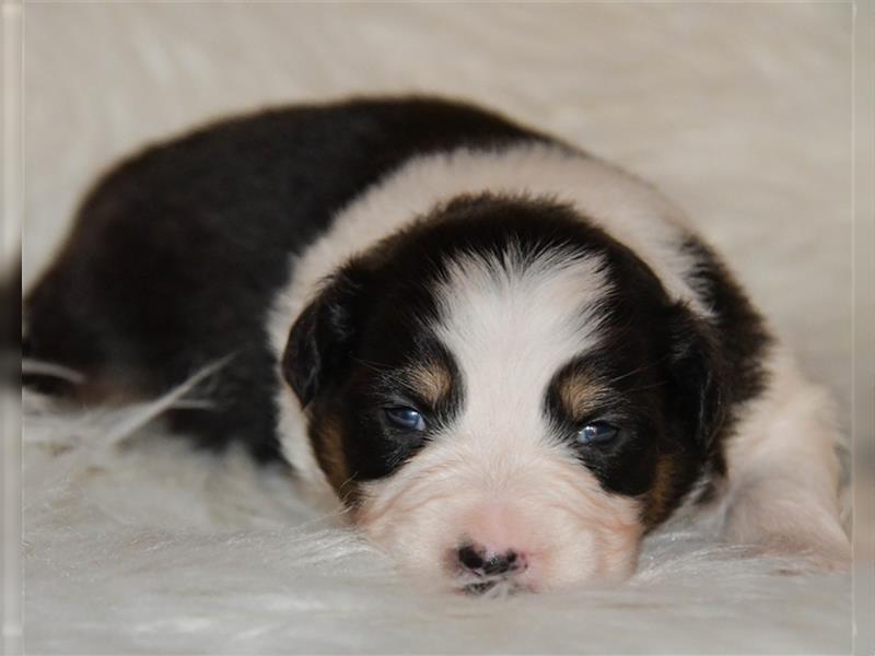 Australian Shepherd Welpen mit Pedigree