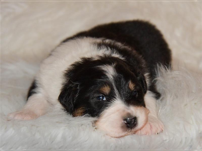 Australian Shepherd Welpen mit Pedigree