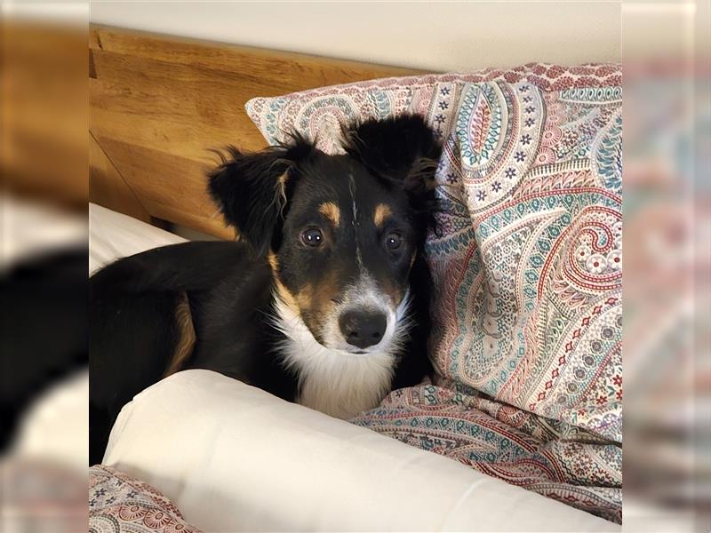 Balou AustralianSheperd/Border Collie MIx