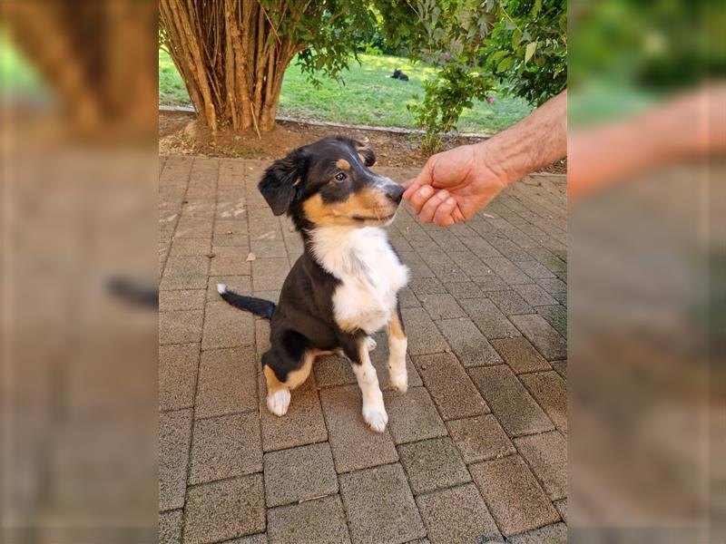 Balou AustralianSheperd/Border Collie MIx