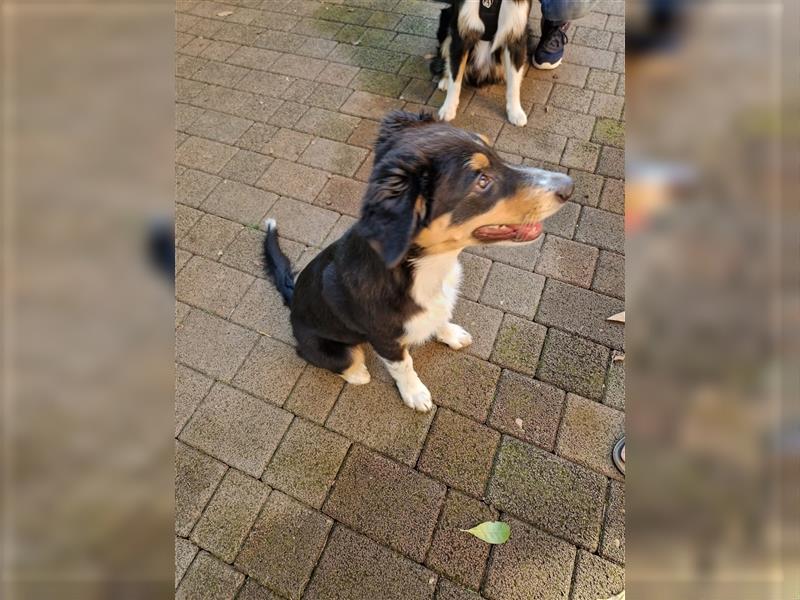 Balou AustralianSheperd/Border Collie MIx