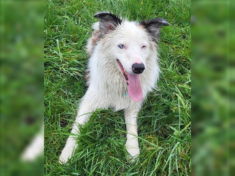 Lieber Australian Shepherd/ Border Collie Mischling sucht liebevolles neues Zuhause