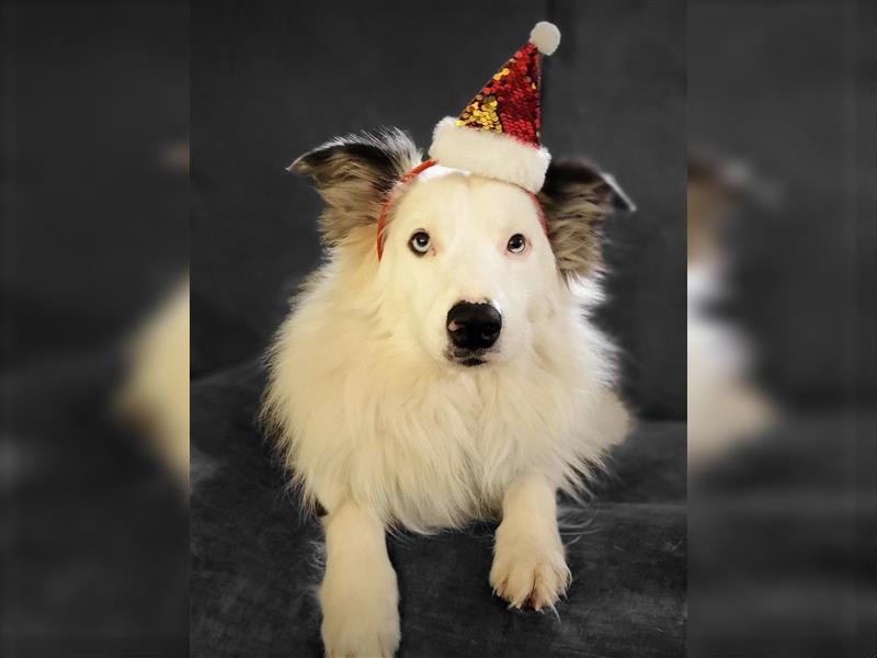 Lieber Australian Shepherd/ Border Collie Mischling sucht liebevolles neues Zuhause