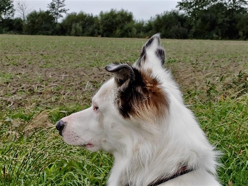 Lieber Australian Shepherd/ Border Collie Mischling sucht liebevolles neues Zuhause