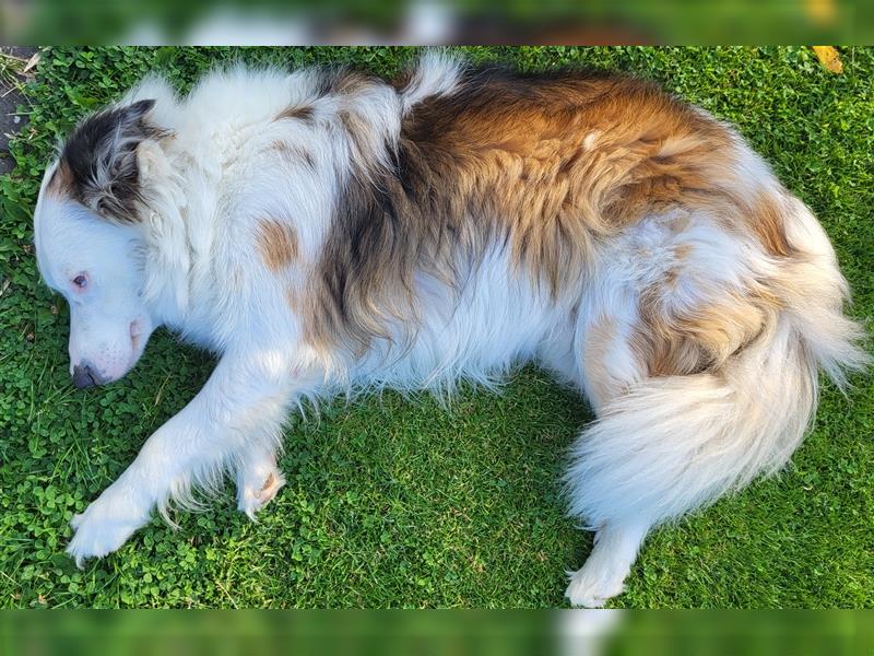 Lieber Australian Shepherd/ Border Collie Mischling sucht liebevolles neues Zuhause