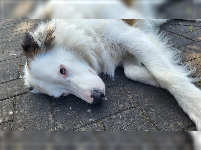 Lieber Australian Shepherd/ Border Collie Mischling sucht liebevolles neues Zuhause