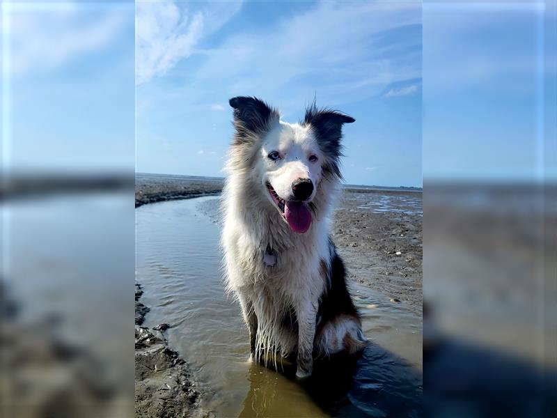 Lieber Australian Shepherd/ Border Collie Mischling sucht liebevolles neues Zuhause