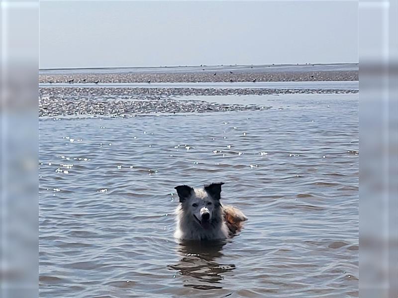 Lieber Australian Shepherd/ Border Collie Mischling sucht liebevolles neues Zuhause