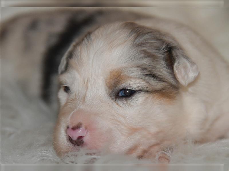 Australian Shepherd Welpen mit Pedigree