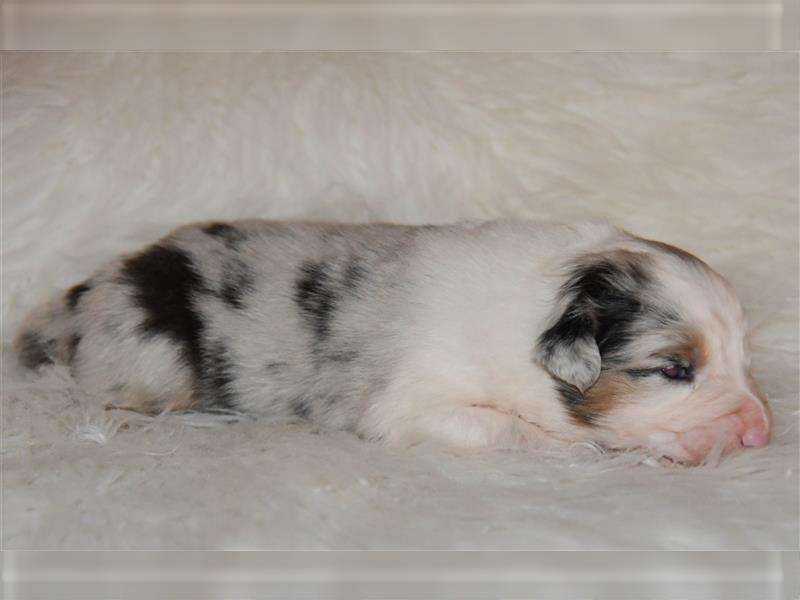 Australian Shepherd Welpen mit Pedigree