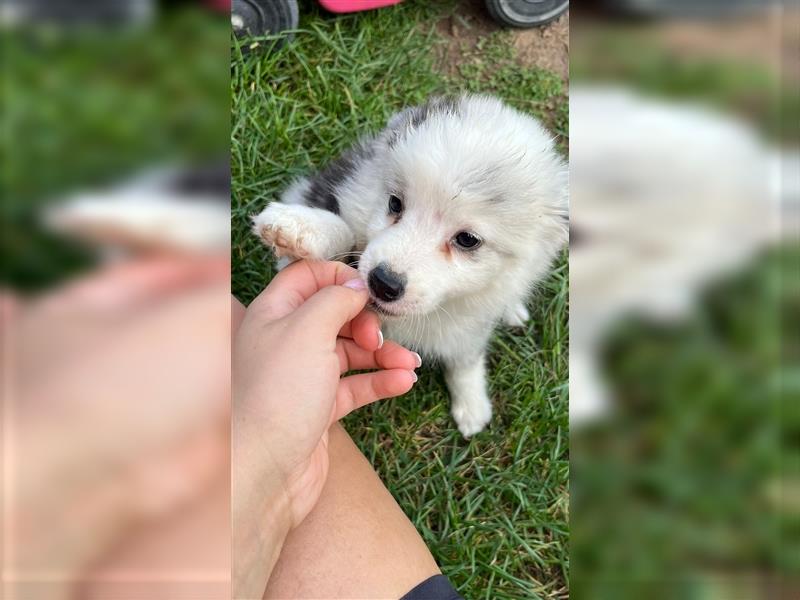 Mini Australian Shepherd 