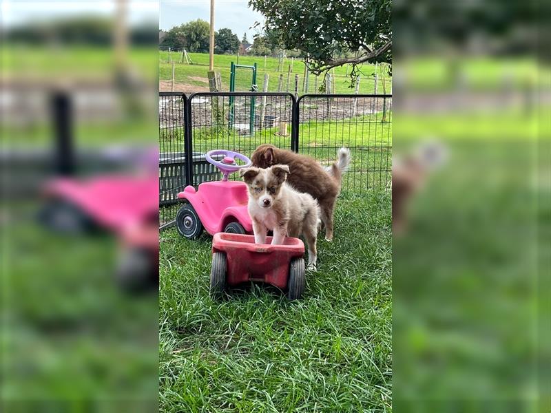 Mini Australian Shepherd 