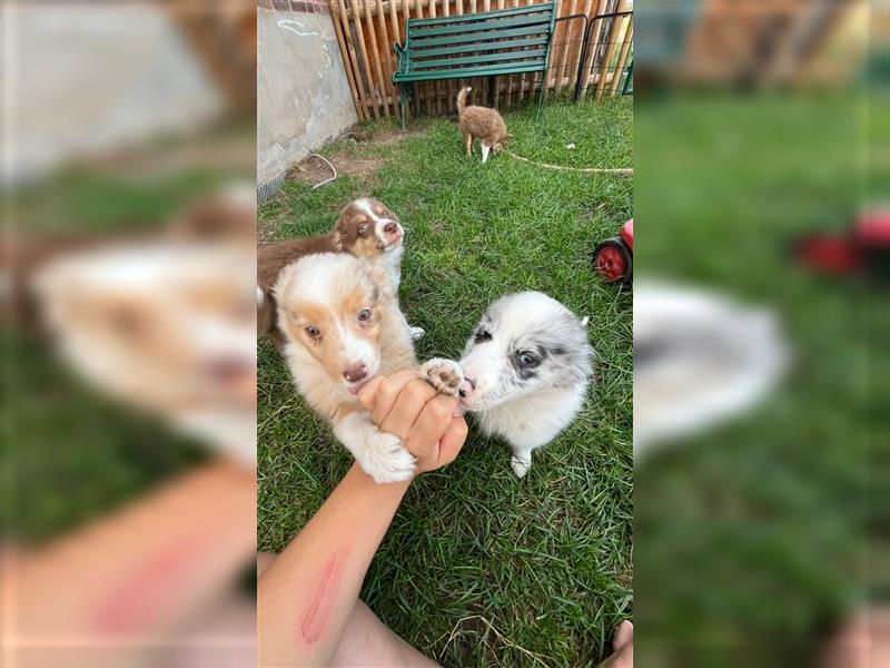 Mini Australian Shepherd 