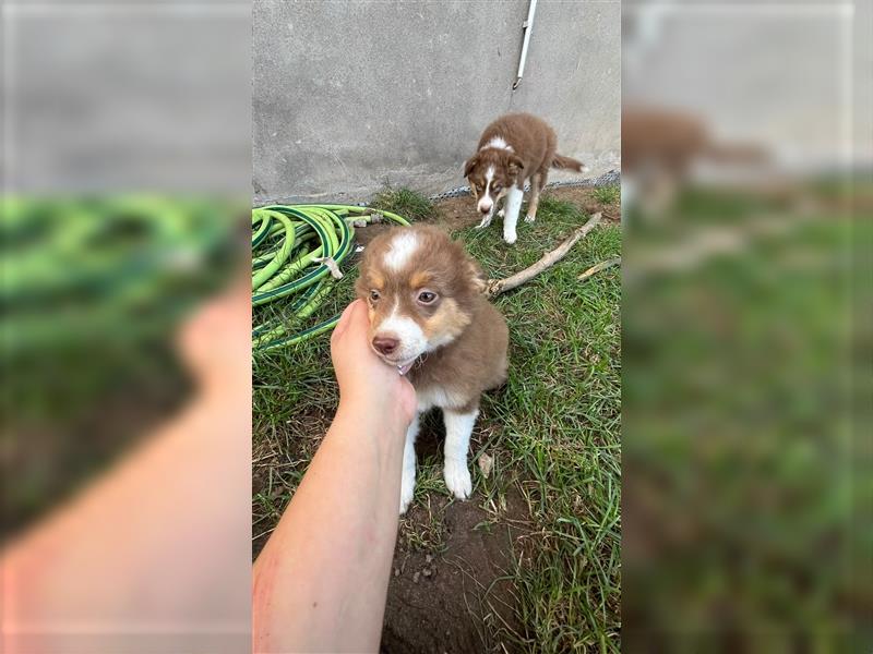 Mini Australian Shepherd 