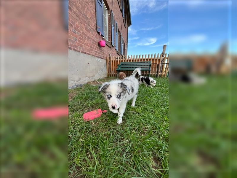 Mini Australian Shepherd 