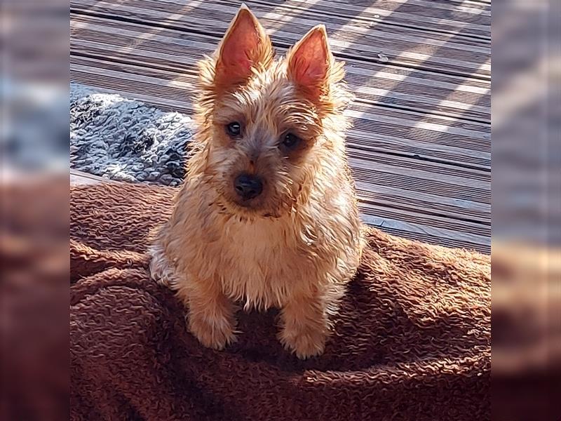 Junge Australian-Terrier Hündin zu verkaufen