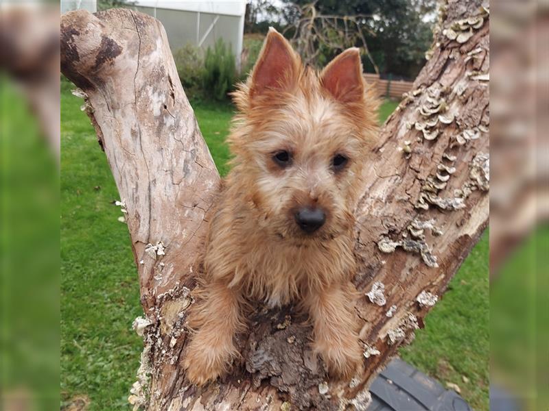 Junge Australian-Terrier Hündin zu verkaufen