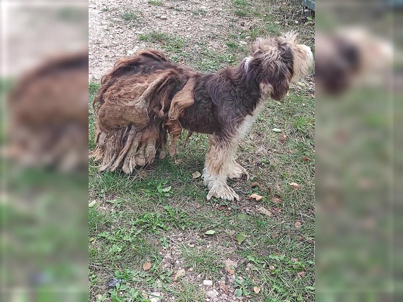 Yuna, völlig verwahrlost von einem Jäger im Stich gelassen