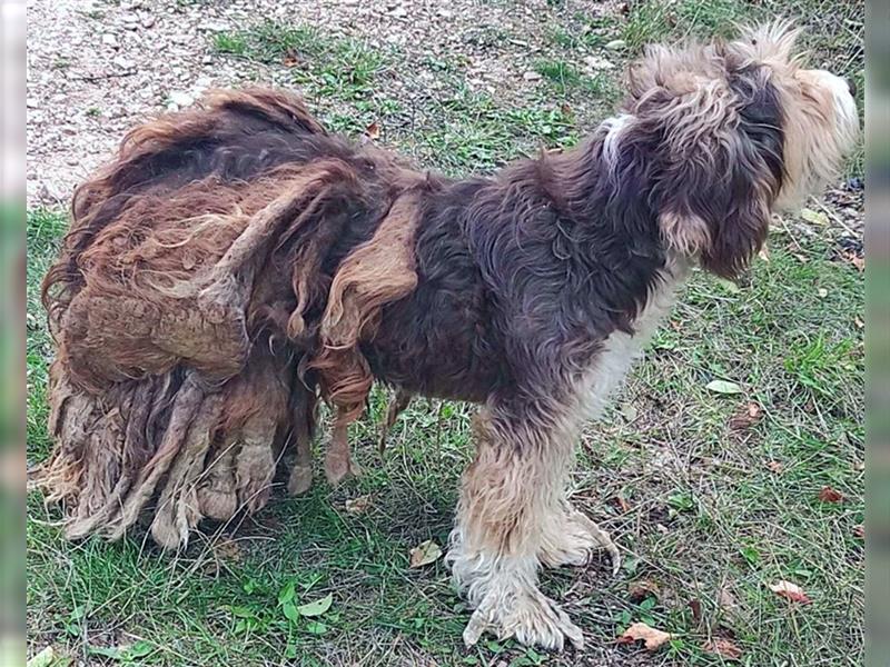 Yuna, völlig verwahrlost von einem Jäger im Stich gelassen