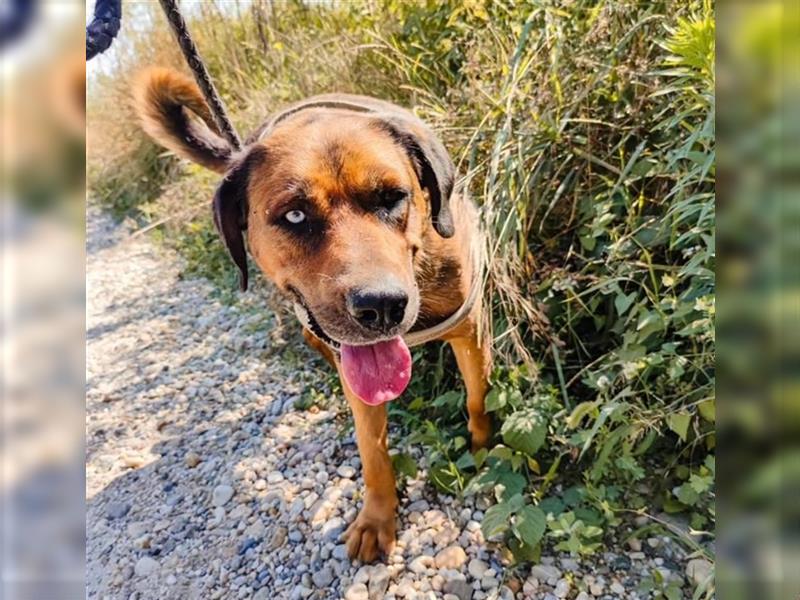 Blueeye Bengie ein starker großer Kerl