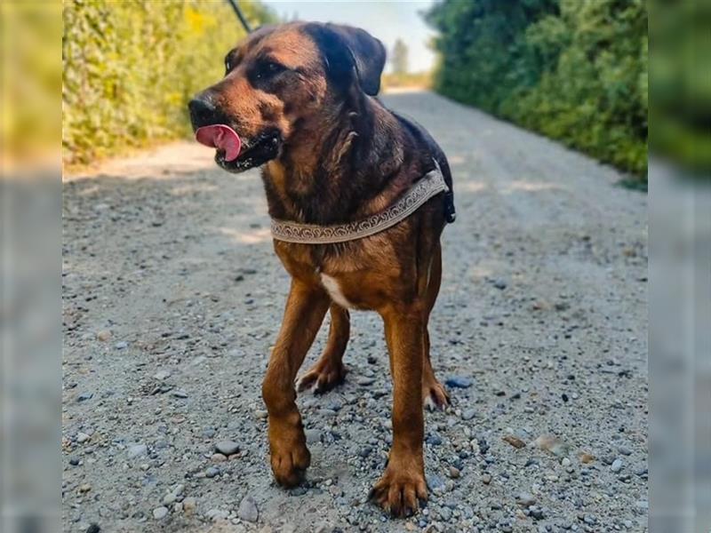 Blueeye Bengie ein starker großer Kerl