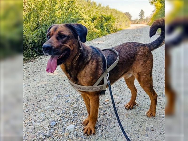 Blueeye Bengie ein starker großer Kerl