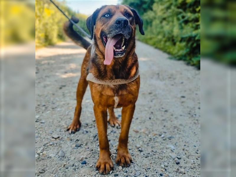 Blueeye Bengie ein starker großer Kerl